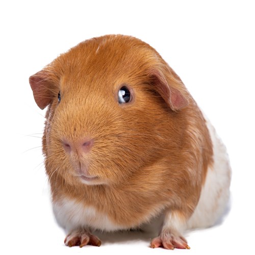 Illustration of Guinea Pig Nursing And Fresh Produce